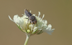 Coelioxys polycentris