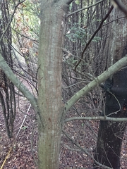 Nothofagus cliffortioides