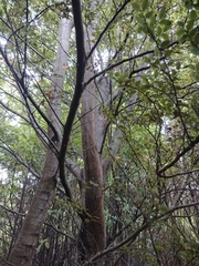 Nothofagus cliffortioides