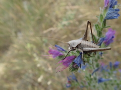 Thyreonotus corsicus