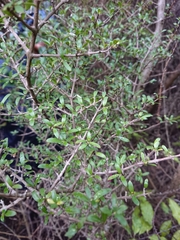 Coprosma propinqua propinqua