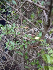 Coprosma propinqua propinqua