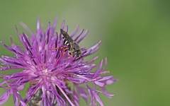 Pseudoanthidium tenellum