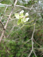Cadaba fruticosa