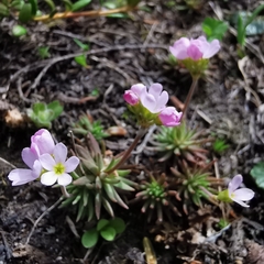 Androsace adfinis puberula