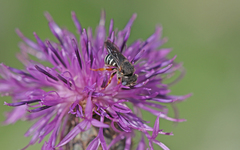 Pseudoanthidium tenellum