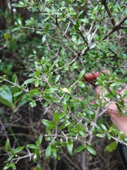Coprosma propinqua propinqua