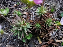 Androsace adfinis puberula