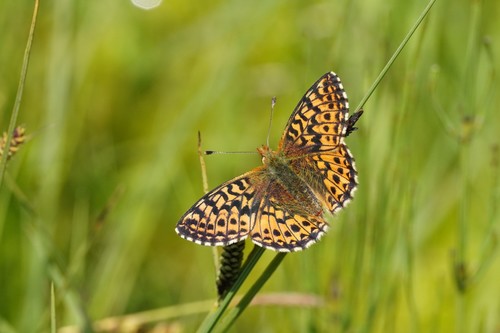 Cranberry Fritillary