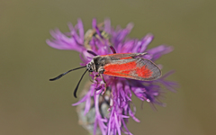 Zygaena punctum