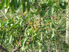 Terminalia paniculata