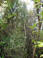 Coprosma propinqua propinqua