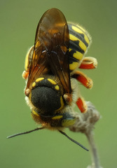 Anthidium loti
