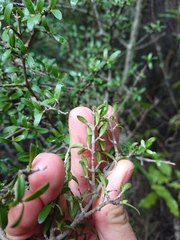 Coprosma propinqua propinqua