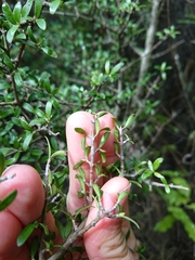 Coprosma propinqua propinqua