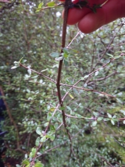Coprosma