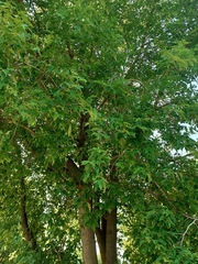 Acer negundo