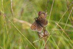 Melitaea diamina