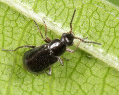 Attalus terminalis