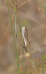 Dociostaurus brevicollis