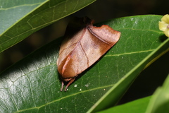 Carea angulata