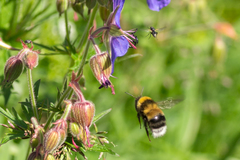 Bombus sporadicus