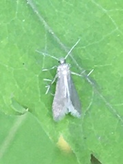 Schreckensteinioidea