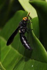 Scolia superciliaris