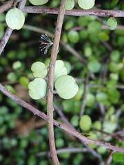 Myrsine divaricata
