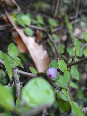 Myrsine divaricata