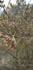 Buddleja salviifolia