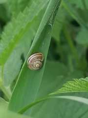 Helicella itala