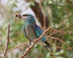 Coracias garrulus