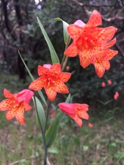 Fritillaria recurva