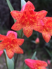 Fritillaria recurva
