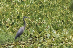Ardea herodias herodias