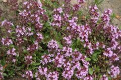 Thymus praecox polytrichus