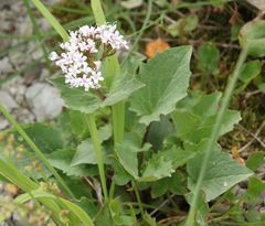 Valeriana montana