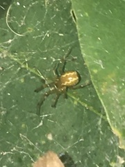 Anelosimus studiosus