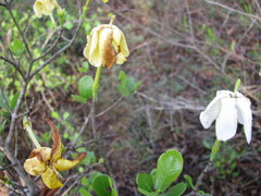 Gardenia gummifera