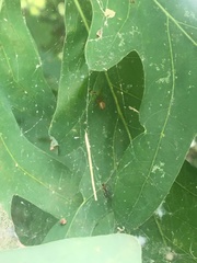 Anelosimus studiosus