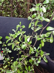 Corokia buddleioides