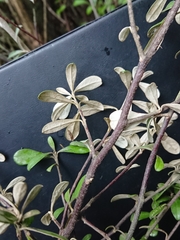 Corokia buddleioides