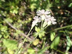 Silene linnaeana
