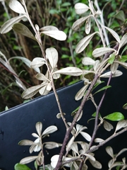 Corokia buddleioides