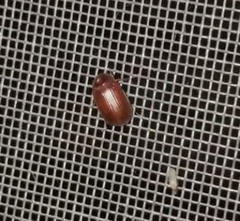 Serica atracapilla