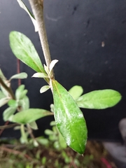 Corokia buddleioides