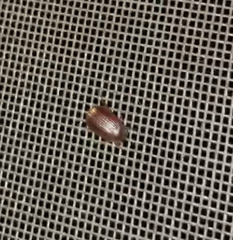 Serica atracapilla