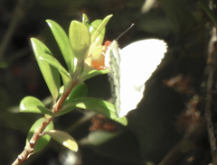 Hesperocharis erota