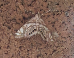 Neocataclysta